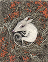 Curled Creature in bramble with berries notecard by Fox & Comet