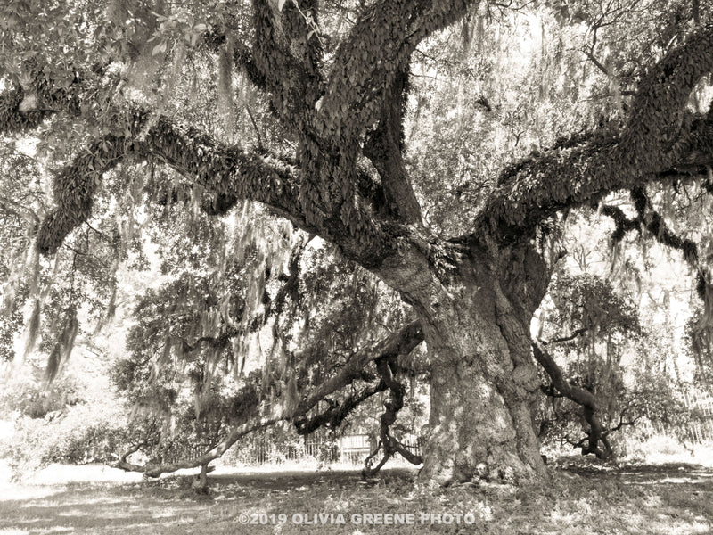 Dueling Oaks live oak tree in City Park in New Orleans Louisiana. Shot in Black and White by Olivia Greene